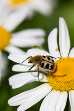 bee beetle - Trichius fasciatus, Scarabaeidae