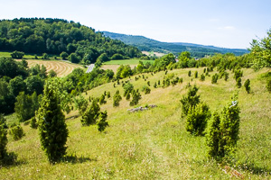 Calcareous grassland (Kalkmagerrasen) near Rosbach (Hessen)