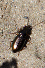salt marsh carabid beetle