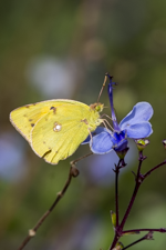 A Colias butterfly on a flower