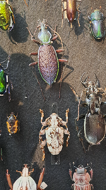 beetle collection