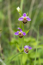 Ophrys orchid