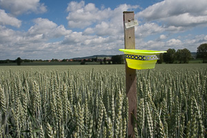 Yellow pan trap in a wheat field