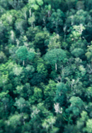 Amazon rainforest (aerial photograph)