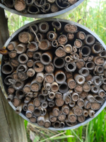 trap nest for wild bees and wasps